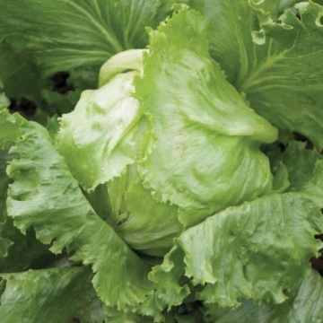 Platinas (20 seminte) salata iceberg timpurie, capatani uniforme, Sekluva