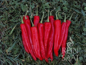 Poot Pepper BIO (35 seminte) ardei iute cu iuteala medie, ideal pentru gratar, ReinSaat - Img 2