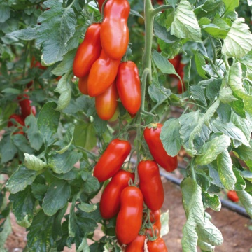 Pozzano F1 (7 seminte) rosii tip San Marzano semitimpurii, fructe alungite, tari, carnoase, foarte gustoase, Seklos - Img 4