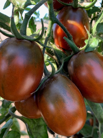 Prune Noire (5 seminte) de rosii mici tip cherry prunisoare negre de 25-30 gr, pulpa este ferma, dulce si suculenta, Seklos - Img 2