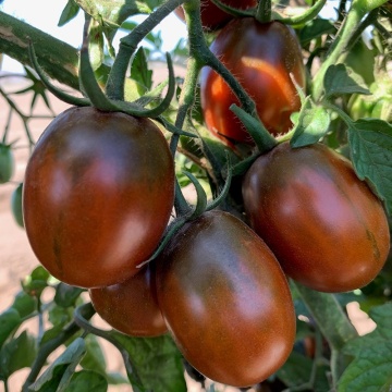 Prune Noire (5 seminte) rosii mici tip cherry prunisoare negre, pulpa ferma, dulce, suculenta, Seklos - Img 2