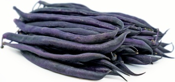 Purple Queen (100 gr) seminte fasole pitica mov-violet, oloaga, productie ridicata, Agrosem Seed - Img 2