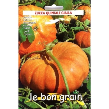 Quintale Seme Giallo (100 gr) seminte de dovleac placintar cu fructe mari, rotunde si usor costate, Raci SEMENTI