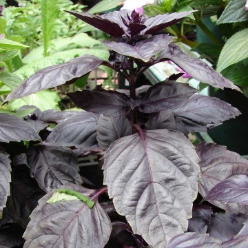 Red Rubin (50 grame) seminte busuioc rosu alimentar, Profit Seeds - Img 2