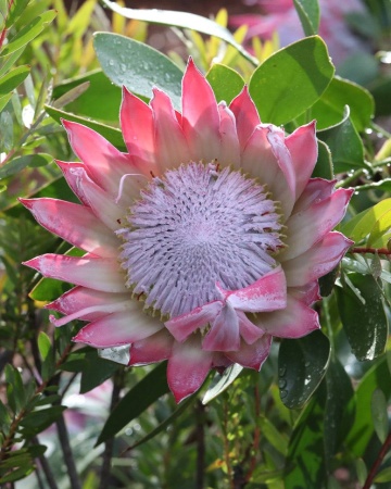 Regele Protea (5 seminte) Giant King Protea - Protea cynaroides, flori extrem de mari, exotice, Saflax - Img 8