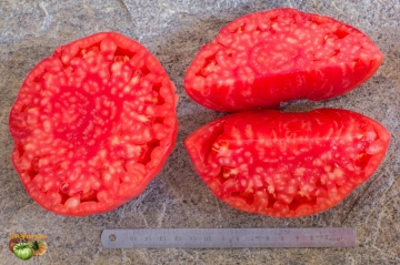 Rosa di Sorrento (60 seminte) rosii mari tip gigant Beefsteak, gustoase, ChemyFarm - Img 8