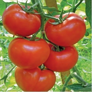 Rosii Gravitet F1 (500 seminte), extratimpurii semideterminate, Syngenta - Img 2