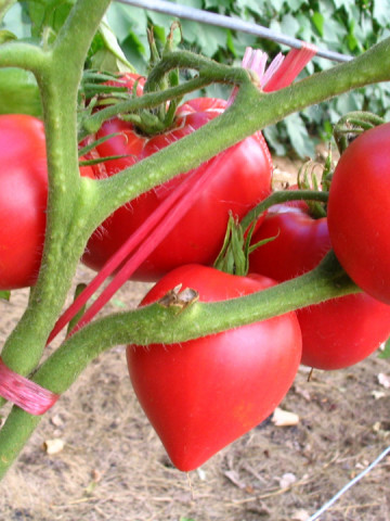Rosii Inima de Bou Rosu (60 seminte) tomate soi rustic fructe mari, semideterminate, Agrosem - Img 2