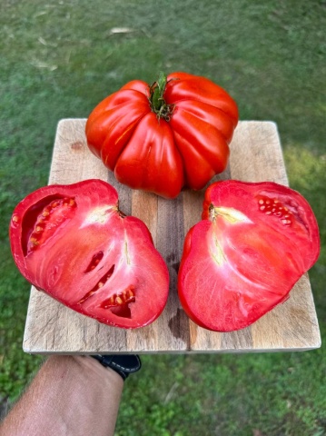 Rosii Pearson sel d'Albenga (90 seminte), tomate cu fructe mari in forma de para tip Albenga tip Beef, Prima Sementi - Img 6