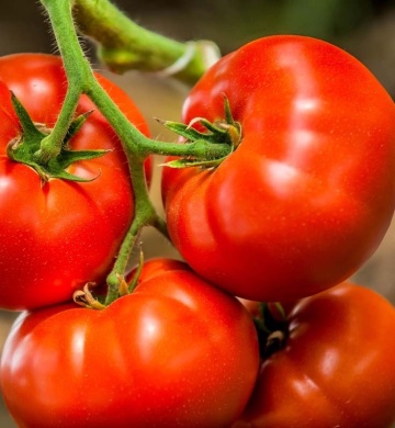 Rosii Trapezitsa (1500 seminte) tomate semi-timpurii soi determinat de camp, rezistente la crapare, Opal