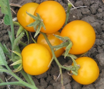 Rosii Yellow Cherry (60 seminte) rosii cherry galbene extrem de productive, Agrosem - Img 2
