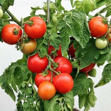 Rotkappchen (30 seminte) tomate determinate semitimpurii, soi nemtesc, Seklos - Img 2