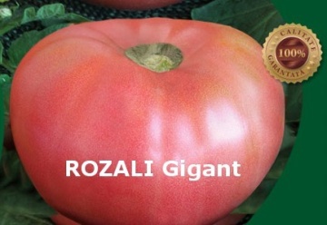 Rozali (300 seminte) tomate soi roz nedeterminat tip gigant, semitimpurii, Florian - Img 2