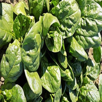 Saga F1 (300 seminte), spanac de salata baby leaf cu frunze mici pentru salata, semitimpuriu, Agrosel