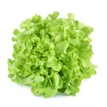 Salad Bowl BIO (800 seminte) salata verde BIO, frunze crete, regenerabile, Seklos - Img 2
