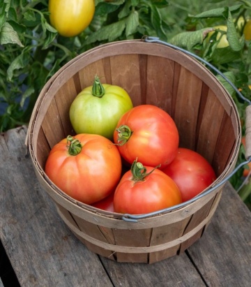 Sandero F1 (100 seminte) tomate cu crestere nedeterminata, maturitate medie timpurie, gust excelent, Geosem - Img 2