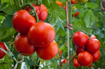 Saratoga F1 (8 seminte) tomate nedeterminate ferme, hibrid semitimpuriu, Sekluva - Img 3