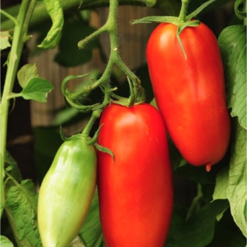 Scatolone 3 (90 seminte) tomate soi mediu-tarziu nedeterminat, rosii alungite, mari, carnoase, dulci, Prima Sementi - Img 3