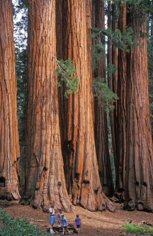 Sequoia de Coasta (50 seminte) Coastal Redwood - Sequoia sempervirens, copac gigant, conifer foarte inalt, Saflax - Img 2