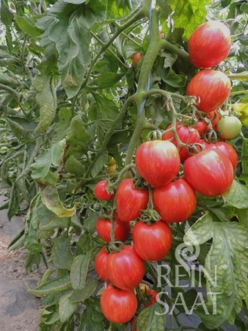Shimmeig Creg BIO (30 seminte) tomate striate rosu-galben, gust intens, ReinSaat