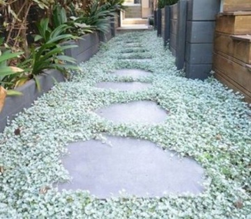 Silver Falls (6 seminte) Dichondra curgatoare, frunze decorative, argintii, Seklos - Img 6