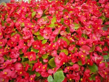 Skalka F1 (50 seminte) Begonia semperflorens hybrid flori rosii, rezistente, Sekluva - Img 4