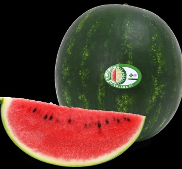 Solara F1 (100 seminte) pepene verde productiv si rezistent, ZKI