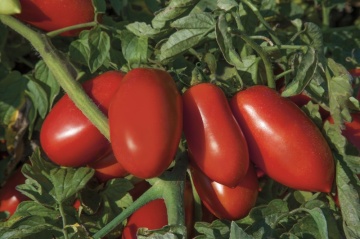 Solerex F1 (2500 seminte) rosii timpurii determinate tip San Marzano, Syngenta - Img 2