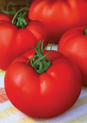 Stara Mechta F1 - Dorinta Veche (50 seminte) tomate semitimpurii crestere nedeterminata, carnoase, gustoase, Florian - Img 3