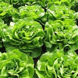 SV0001LB F1 (5000 seminte) salata timpurie drajata, Seminis