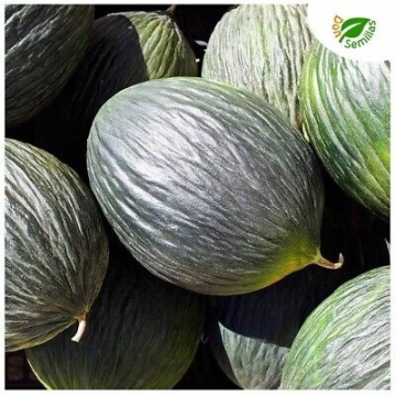 Tendral negro tardio BIO (15 seminte) pepene galben coaja verde inchis, miez verde deschis, aroma exceptionala, ReinSaat - Img 6