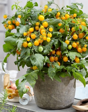 Tiny Temptation F1 (12 seminte) tomate cherry galbene aromate pentru ghiveci, Raci - Img 3