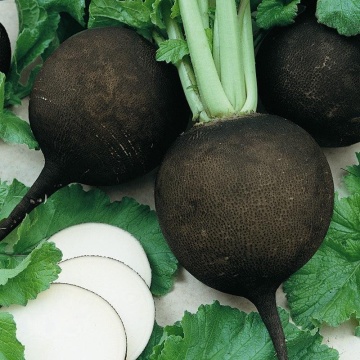 Tondo Nero (250 seminte) ridichi negre, rotunde, miez alb, Mefim