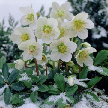 Trandafirul Craciunului (6 seminte) White Christmas Rose - Helleborus niger, flori albe delicate, infloreste iarna, Saflax - Img 5