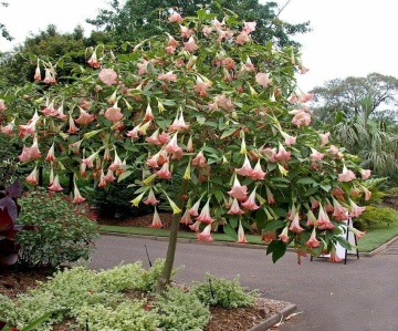 Trompeta Ingerilor roz (10 seminte) Angel's Trumpet Pink - Brugmansia suaveolens, flori mari roz parfumate, inflorire abundenta, Saflax - Img 6