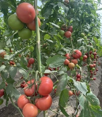 Tuki Pink F1 (500 seminte) rosii roz mari tip Beef, semitimpurii nedeterminate, Enza Zaden