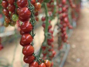 Tutti Frutti F1 (250 seminte) rosii tip cherry prunisoare, hibrid timpuriu nedeterminat, Clause