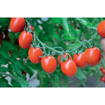 Tuttifrutti F1 (250 seminte) rosii tip cherry cu potential de productie ridicat si recoltare pe ciorchine sau individual, Clause - Img 2