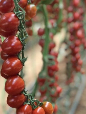 Tuttifrutti F1 (250 seminte) rosii tip cherry cu potential de productie ridicat si recoltare pe ciorchine sau individual, Clause - Img 1