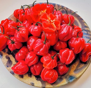 UlaUla BIO (15 seminte) ardei iute Habanero rosu, usor picant, fructat, aroma unica, ReinSaat - Img 3