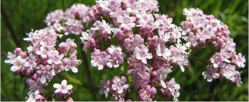 Valeriana (0.2 gr) seminte planta medicinala, Florian - Img 2