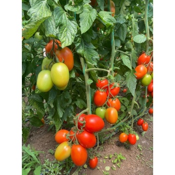 Vincitori F1 (500 seminte) tomate nedeterminate prunisoare, Syngenta - Img 3