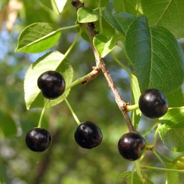 Visin Turcesc (30 seminte) Mahaleb Cherry - Prunus mahaleb, flori albe, parfumate, lemn parfumat, Saflax - Img 3