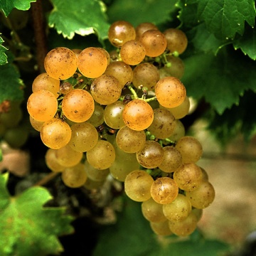 Vita de vie Grasa de Cotnari, butas de vita de vie soi romanesc din Transilvania, cu struguri galben-verzui si gust caracteristic, regasit si in vin, Yurta - Img 2