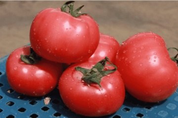 Viva F1 (500 seminte) rosii mari productive, calitate si gust excelent, hibrid nedeterminat timpuriu, Harmoniz Nirit Seeds - Img 2