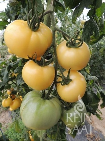 White Sensation BIO (35 seminte) tomate nedeterminate alb-crem, gustoase, rezistente la crapare, recolta indelungata, ReinSaat