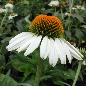 White Swan (0.2 gr) seminte Echinacea purpurea, flori albe cu centrul maroniu, proprietati medicinale, Toraf - Img 5