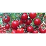 Yeniceri F1 (250 seminte) rosii cherry nedeterminate, culoare rosu inchis, fructe tari, perioada lunga de depozitare, Yuksel