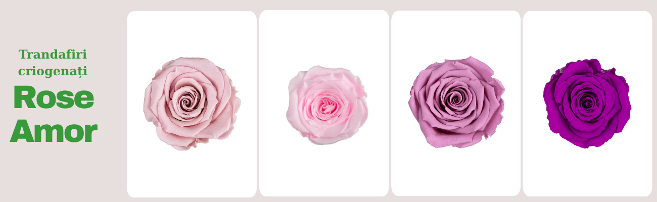Trandafiri criogenați Rose Amor