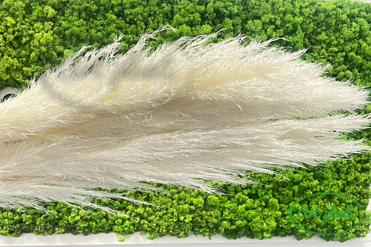 Pampas alb / crem